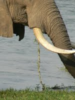 How can we prevent more elephants being killed for ivory?