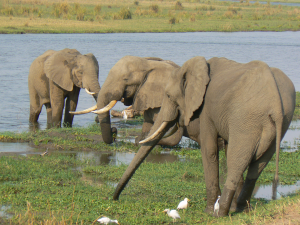 Mana Pools 2009: FMUnderwood